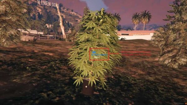 With the help of our extensive guide, discover the mysteries of the dope plant fivem. Learn everything there is to know about this intriguing subject,