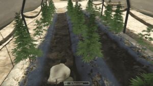 The Fivem Weed Rush System offers an exhilarating new gameplay experience that brings the excitement of the green rush to GTA V.