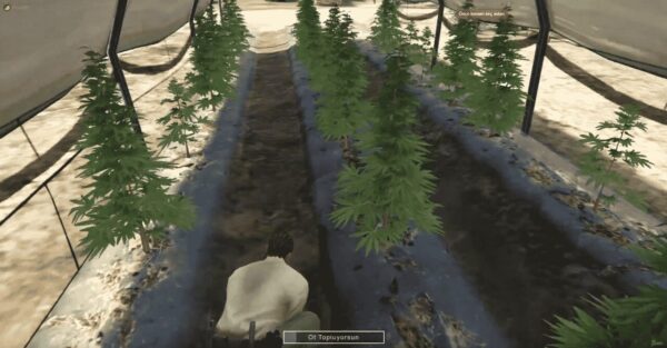 The Fivem Weed Rush System offers an exhilarating new gameplay experience that brings the excitement of the green rush to GTA V.